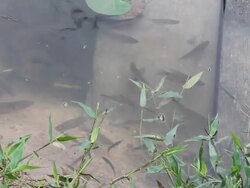 Fish swimming on the bridge. Stock Footage