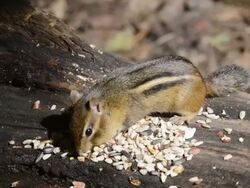 MS Shot of chipmunk (Tamias striatus) gathering seeds and nuts on fallen log / Valparaiso, Indiana, United States Stock Footage