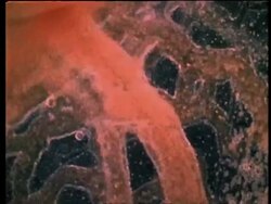 Blood from chick embryo Stock Footage