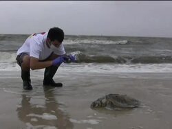 Dead turtles are starting to wash up along the Gulf Coast. Experts say it is unclear if these turtles died because of the oil spill in the Gulf of Mexico, but they are performing necropsies on them to determine a cause of death. Instructional Video