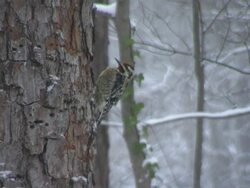 Winter Bird Stock Footage