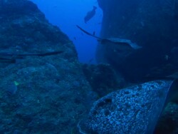 Marble Ray above rocks, Costa Rica, Pacific Ocean  Stock Footage