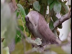 CU Three-toed sloth eating leaves in tree, South America Stock Footage