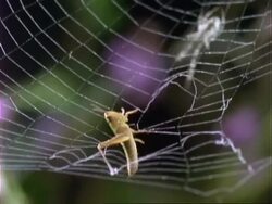 Uloborus spider, MS spider walks down towards grasshopper caught in web, England, UK Stock Footage