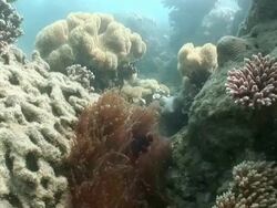 MS Clownfish swimming near coral  AUDIO / Queensland, Australia Stock Footage