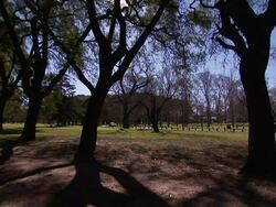 Large trees cast shadows along a park walkway. Stock Footage
