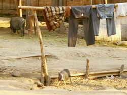 MS SLO MO Shot of clothes hanging on bamboo pole and pigs, chickens moving / Muang Ngoi, Luang Prabang, Laos Stock Footage
