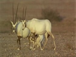 MS Arabian Oryx, Oryx leucoryx, family wild in Jiddat al Harasis desert, Oman Stock Footage