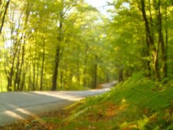 HD DOLLY: Forest Road Stock Footage