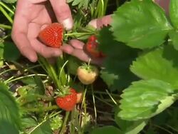 Poorly grown strawberries because of bad weather News Clip