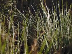 Poaching And Climate Change Threaten Endangered Plants In Everglades Stock Footage