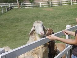 women feeding food to sheep Stock Footage