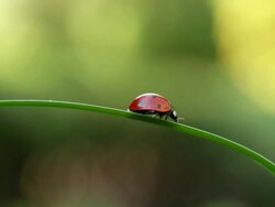 Ladybird Stock Footage