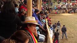 Bulls for 'toros de pueblo' in the Ecuadorian Highlands Stock Footage