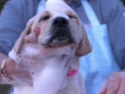 Medium Close Up static - A pet owner washes his puppy. Stock Footage