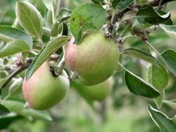 MS Malus or apples hangimg on branch / Serrig, Rhineland-Palatinate, Germany Stock Footage
