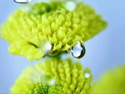 HD Super Slow-Mo: Raining On Yellow Flowers Stock Footage