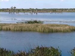 Sights and Sounds of the Wetlands Stock Footage