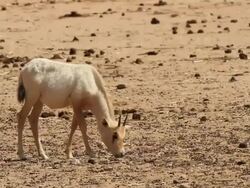 Arabian Oryx (Oryx leucoryx) young in the desert Stock Footage