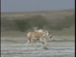 MS Pan right, Wild ass (Tail missing) running through desert, Gujarat, India Stock Footage