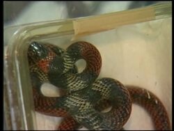 Animals recovered frrom smugglers returned to zoo News Clip