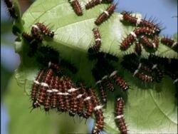 CU Many Orange Lacewing Butterfly (Cethosia penthesilea) Caterpillars feeding on leaves, Australia Stock Footage