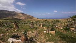 Socotra: Preserving the Endemic Species and Culture Instructional Video