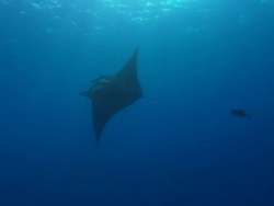 Bob g gun and successful tag, Mexico  Stock Footage