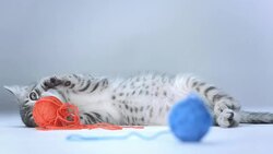 HD: Kitten Playing With Ball Of Wool Stock Footage