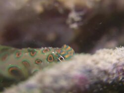 CU TS Picturesque dragonet pair / Semporna, Sabah, Malaysia   Stock Footage