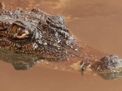 Crocodile Stock Footage
