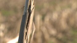 CLEAN: No-till farming revolution grows in Indiana News Clip