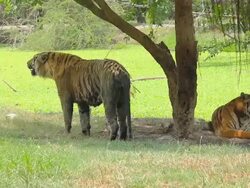 Tiger bengal dodge hot weather under tree Stock Footage