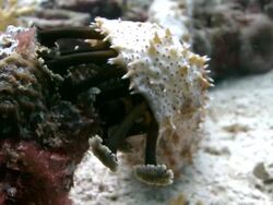 CU View of Sea cucumber feeding / Semporna, Sabah, Malaysia   Stock Footage