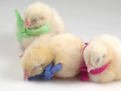 Three little chickens Stock Footage