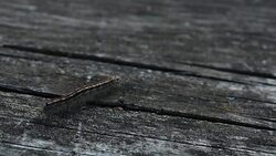Close up of a caterpillar crawls across wooden surface Stock Footage