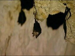 Bat hanging from overhanging rock in cave, echolocating, Parque Natural Sierras Subbeticas (Cordoba), Andalucia, Spain Stock Footage