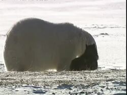 Polar bear (Ursus maritimus) and Husky dog (Canis lupus familiaris) interacting, near Churchill, Manitoba, Canada Stock Footage