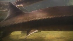 A stingray swims among other fish along the ocean floor. Stock Footage