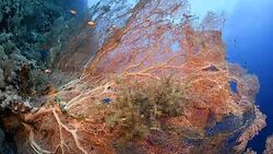 Sea Fan Stock Footage
