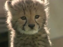Medium Close Up hand-held static - A young cheetah surveys its surroundings / South Africa Stock Footage