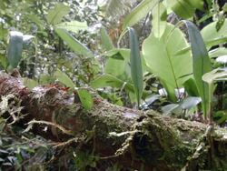Leaf cutter ants (Atta sp.) walking along a branch above a rainforest stream in the Ecuadorian Amazon. Stock Footage