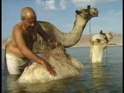 MS two camels kneeling in water, Bedouin man washing camels, Egypt Stock Footage