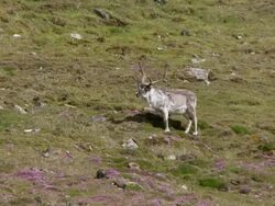 WS View of Svalbard Reindeer grazing on tundra / Svalbard, Spitsbergen, Norway Stock Footage