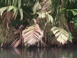 Shy bird on palm Stock Footage