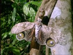 Peanut Bug on branch, defensive posture. Panama Stock Footage