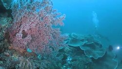 Beautiful purple hard coral in reef, Raja Ampat Stock Footage