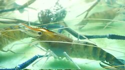 Fresh alive shrimps in seafood market Stock Footage