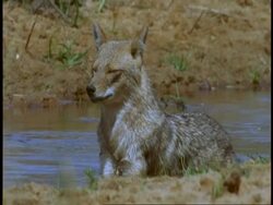 MS Jackal lying in pool, Bandhavgarh National Park, India Stock Footage