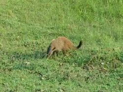 WA Striped-necked mongoose (Herpestes vitticollis) sniffing/foraging in grass Stock Footage